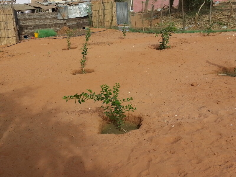 plantation d'arbres fruitiers